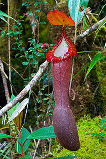 <i>Nepenthes edwardsiana</i> Species of pitcher plant from Borneo