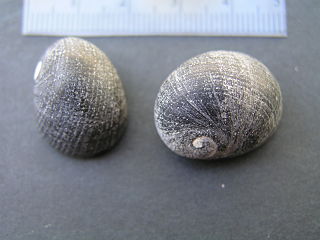 <i>Nerita atramentosa</i> species of mollusc