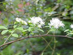 Neviusia alabamensis flowers