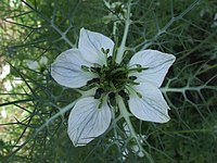 Nigella sativa