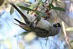 Thumbnail for File:Noisy Miner (Manorina melanocephala) - Flickr - Lip Kee.jpg