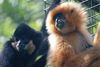 Yellow-cheeked gibbon species of mammal