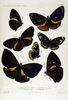 <i>Euploea boisduvali</i> Species of butterfly