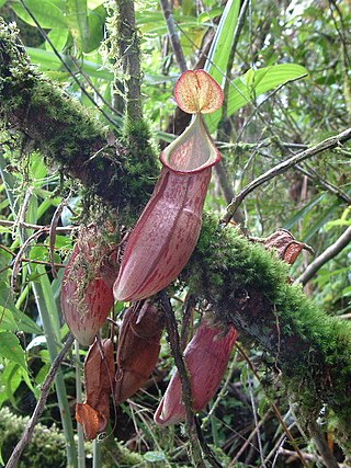 <i>Nepenthes gymnamphora</i> Species of pitcher plant from Indonesia