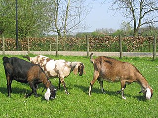 Anglo-Nubian goat Breed of goat