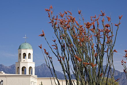 Ocotillos and church