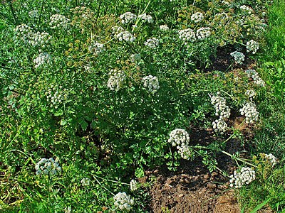 Oenanthe crocata Habitus