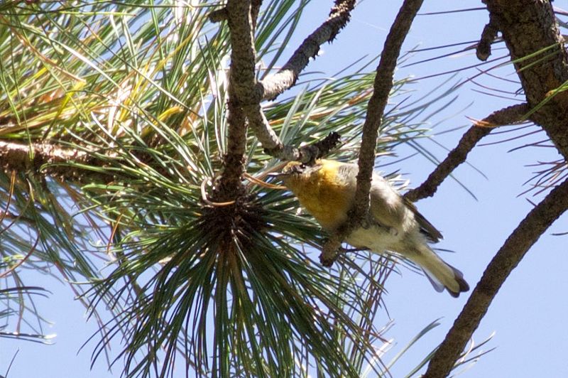 File:Olive Warbler (male) - Rustler Park - Cave Creek - AZ - 2015-08-16at12-09-085 (21626015612).jpg