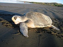 Female after laying eggs Olive ridley sea turtle.jpg