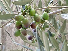 Olives tournantes