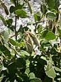 Ononis rotundifolia fruits