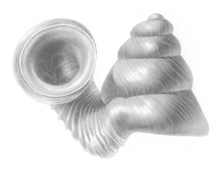 <i>Opisthostoma hosei</i> species of mollusc