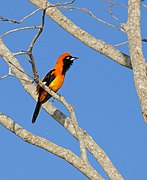 Orange-backed Troupial (Icterus croconotus) - Flickr - berniedup.jpg