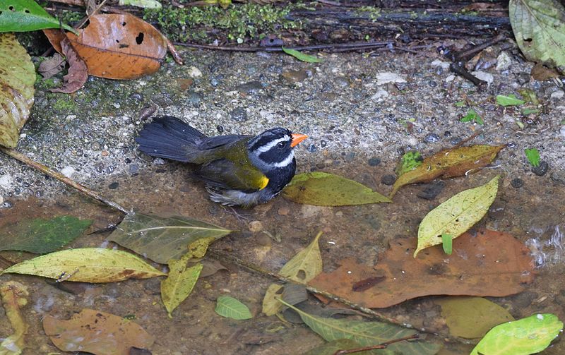 File:Orange-billed Sparrow (25043878071).jpg