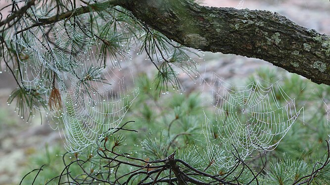 Orbweaver (Araneidae) Webs