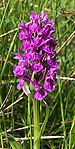 Orchid - geograph.org.uk - 474149.jpg