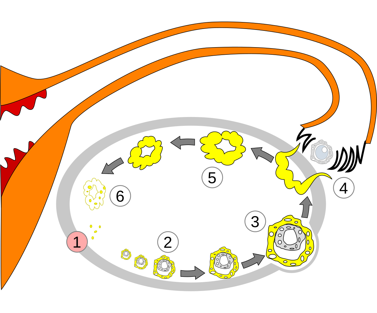 primordial follicle model