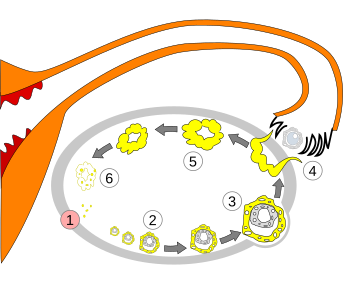 Folliculogénèse — Wikipédia