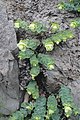 Origanum rotundifolium s výraznými květními listeny roste na skalnatých stanovištích Kavkazu[5]
