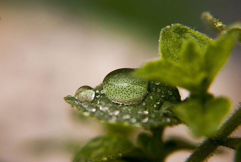 File:Origanum vulgare leave with water droplet, showing epistomatic stomata.jpg