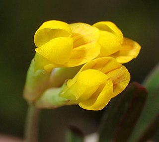 <i>Ornithopus pinnatus</i> Species of plant