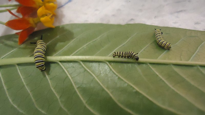 File:Orugas de diferentes estadios de la mariposa monarca.jpg