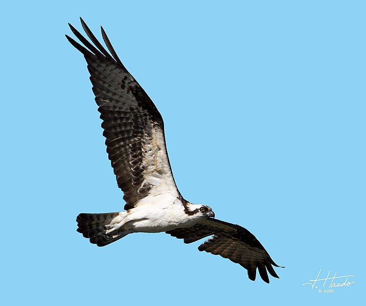 File:Ospreys venicerookeryanimals (17895791371).jpg