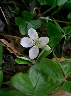 <i>Oxalis griffithii</i> species of plant