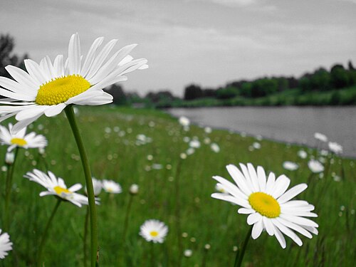 Oxeye Daisy (Leucanthemum vulgare), Selective Desaturation