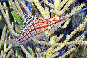 A long-snouted coral guardian (Oxycirrhites typus) lurks for prey in a gorgonian