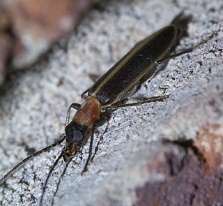 <i>Oxycopis mimetica</i> Species of beetle