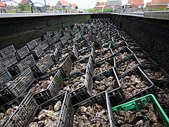 Here in Yerseke, Netherlands, oysters are kept in large oyster pits after "harvesting", until they are sold. Seawater is pumped in and out, simulating the tide