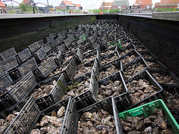 In Yerseke, Netherlands, oysters are kept in large oyster pits after "harvesting", until they are sold. Seawater is pumped in and out, simulating the 
