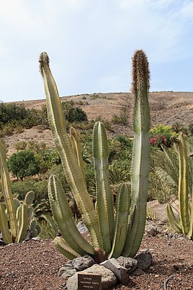 Pachycereus schottii -pilarikaktus.