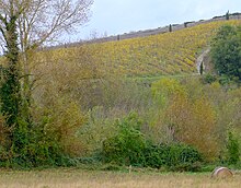 Coteaux vinicoles de Savennières vus depuis l'île Béhuard.