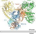 Thumbnail for Peptide loading complex