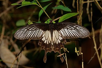 Pachliopta pandiyana (Malabar Rose)