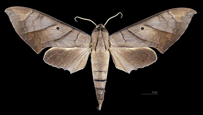 File:Pachylia darceta MHNT CUT 2010 0 340 Gasayaco Amazonie (Oriente) Ecuador male dorsal.jpg