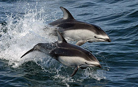 Pacific white-sided dolphins (Lagenorhynchus obliquidens) NOAA.jpg