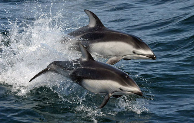 black and white dolphins