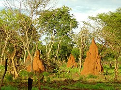 Paesaggio savana con termitai in Guinea-Bissau.JPG