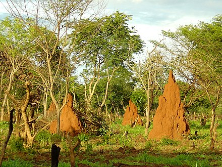 Savannah landscape with termite hills