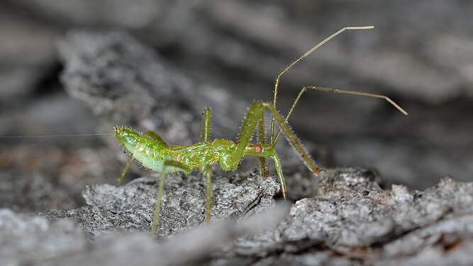 Pale Green Assassin Bug (Zelus luridus) Nymph