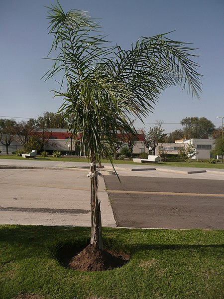 File:Palmeras en Trenque Lauquen (plantas 03) foto 06.JPG