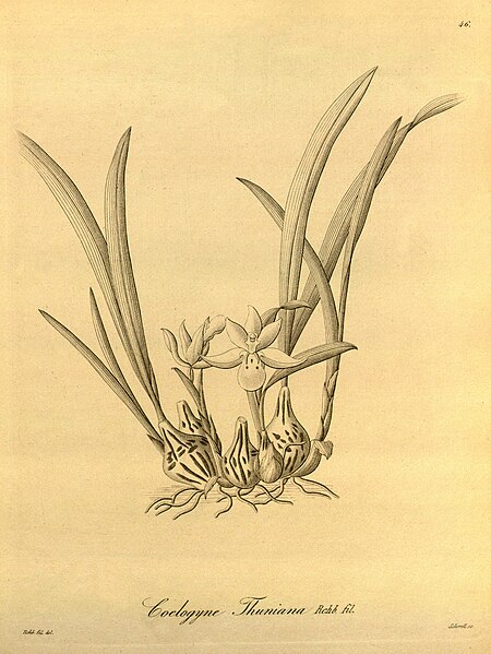 File:Panisea uniflora (as Coelogyne thuniana) - Xenia vol 1 pl 46 (1858).jpg