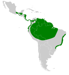 Panyptila cayennensis map.svg