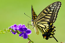 Papilio xuthus 20130804.jpg