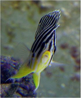 Paracentropyge-multifasciatus.jpg