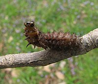 Caterpillar Pearl Crescent 2938.4.23.08.w.wiki.jpg