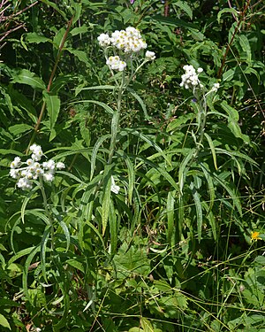 Pearly Everlasting (Anaphalis margaritacea)